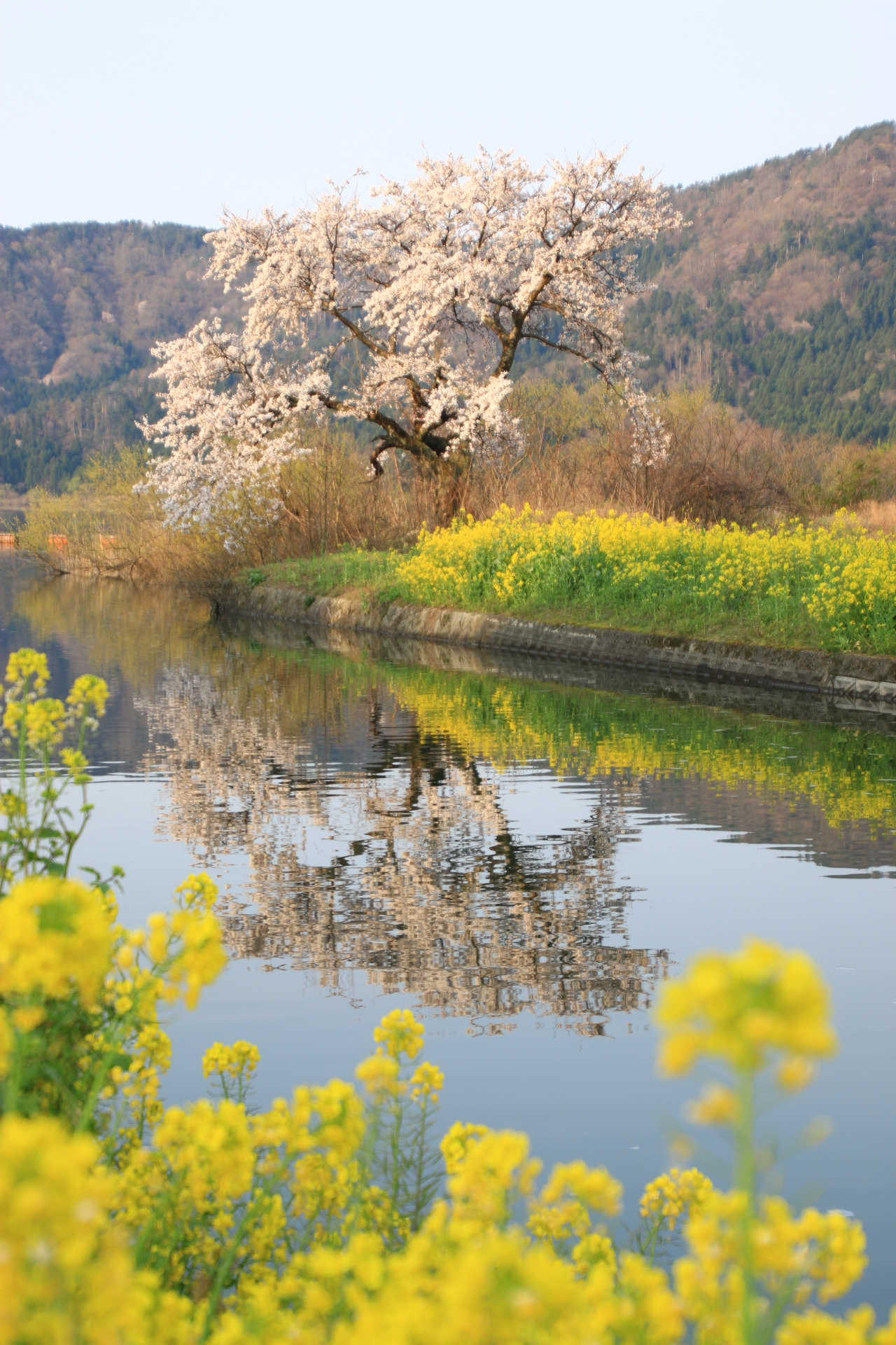 桜の季節ですねッ 湖北モータース